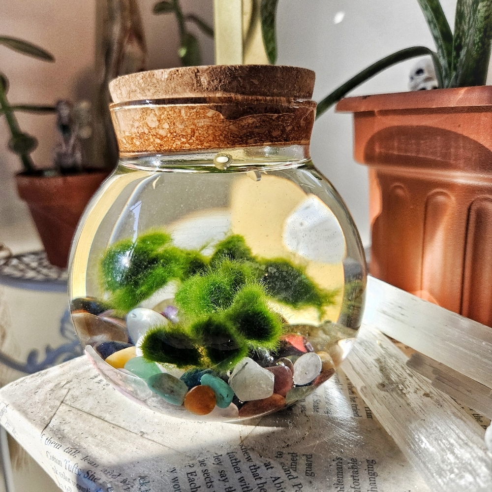 Marimo Moss Ball Jar!